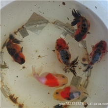 河南金鱼-河南金鱼价格-河南金鱼养殖基地