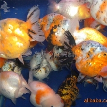 金鱼-金鱼批发-中国最大的金鱼养殖基地