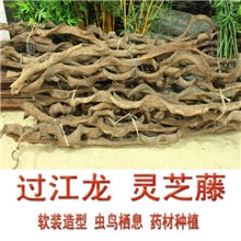 灵芝藤枯藤粗树藤老树藤山藤条家居造型装饰过江龙灵芝藤橱窗设计