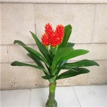 小额批发供应仿真树假树仿真盆景手感叶鸿运当头花松蕾花