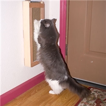 猫抓板、宠物玩具、宠物用品