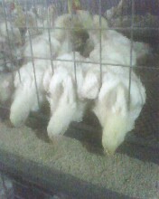 肉鸡笼生产&middot;厂家批发肉鸡笼诚招代理商肉鸡笼养设备肉鸡笼批发