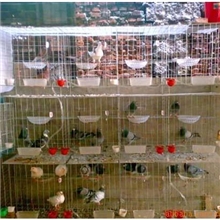 厂价直销售鸽子笼子12位养殖鸽笼及配件.