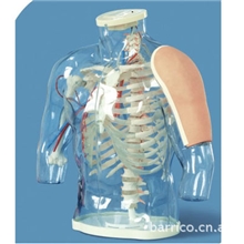 高级上臂肌肉注射及对比模型（带检测警示系统）