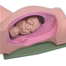 分娩机转示教模型