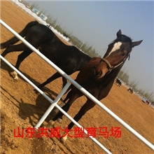 供应什么品种的马最好，什么品种的马温顺，什么品种的马漂亮