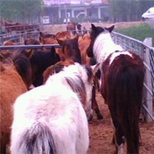 怎样买马马匹的饲养管理山东郓城洪威牧业（图）