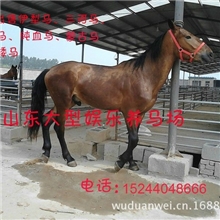 现在都去哪里买马啊？什么地方马最多？