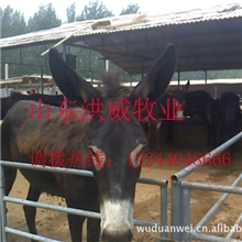 山东德州驴价格哪里有卖小种驴的？