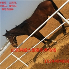 安徽养马场，安徽哪里有卖马的，安徽马匹价格。