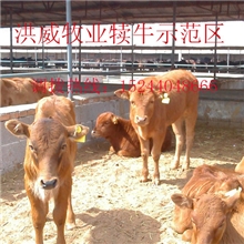 现在农村养什么的多，养牛羊前景怎么样？