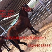 哪里有卖马的，马多少钱一匹，洪威养马场