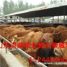 养殖一头牛几个月就可以卖啊？