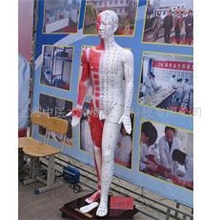 教学模型中医针灸光电感应多媒体人体针灸穴位发光模型