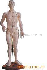 教学模型50cm针灸模型
