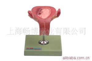 供应三个月胚胎模型