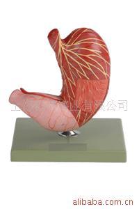 供应胃及剖面模型