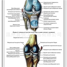 厂家供应关节pvc医学挂图解剖图3D浮雕吸塑挂图