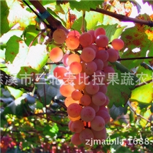 【新鲜】宁波葡萄新鲜直送正宗马陆葡萄大棚有机种植巨峰葡萄