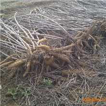 供应广西武鸣县2011年春季未受霜冻细叶红柄高产高淀粉木薯种茎