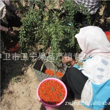 枸杞子哪里枸杞好宁夏枸杞中宁枸杞枸杞之乡枸杞批发养生品