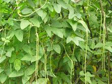 豆角种植合作社豆角批发豆角价格