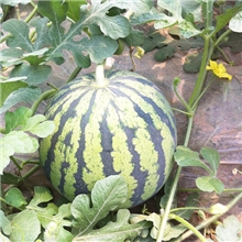 西瓜西瓜批发优质西瓜批发