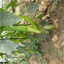 新鲜辣椒辣椒批发蔬菜批发