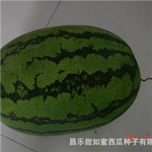 抗重茬西瓜冠军----予凯八号不用嫁接高抗枯萎病抗重茬