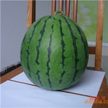 最好的花皮圆球型西瓜超过京欣、8424等西瓜品种