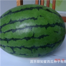 甜如蜜西瓜甜脆果型美早熟产量高抗病性强西瓜种子