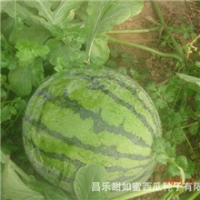 很甜产量高果肉大红果肉脆口感好产量高京欣类西瓜