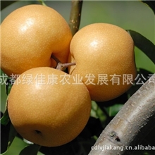 批发汉源丰水梨供应优质新鲜汉源丰水梨出口级丰水梨