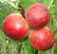 五月鲜油桃纯天然无公害油桃