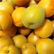 金太阳面甜杏大量低价销售