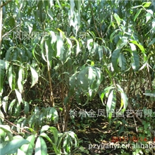 自产自销精心培育优良品种桃树苗
