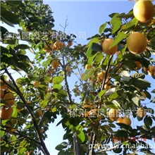 自家培育优质牛心柿子磨盘柿树黑柿等结果树