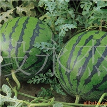 大量供应京欣西瓜大荔西瓜【产地直销】