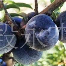 供应李子【产地直销】黑宝石.巨李.红宝石等