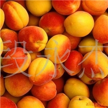供应金太阳杏凯特杏【供应批发杏】【产地直销】