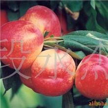 供应油桃，陆地油桃。0.5元/斤【产地直销】