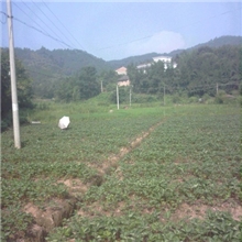 供应法兰地草莓苗【适合南方】（量大价优）