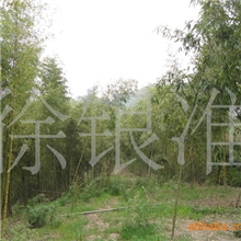 销售优质绿色山野罗汉笋【量大优惠】