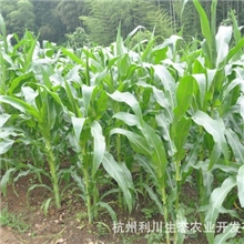 绿景堂玉米