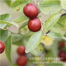 纯天然小酸枣，祥源小酸枣酸酸甜甜开胃休闲食品