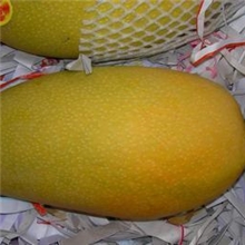 海南特级新鲜金煌（芒果王）芒果