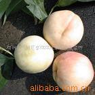 供应深圳喜洋洋水果-水蜜桃