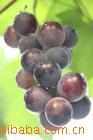 供应深圳水果-葡萄补气，养血，含丰富的维生素