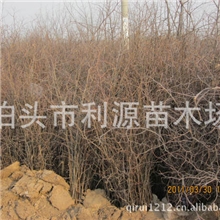 供应地径0.6-2公分优质枣树苗100万株