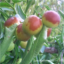 冬枣采摘季就要到了公司礼品员工福利